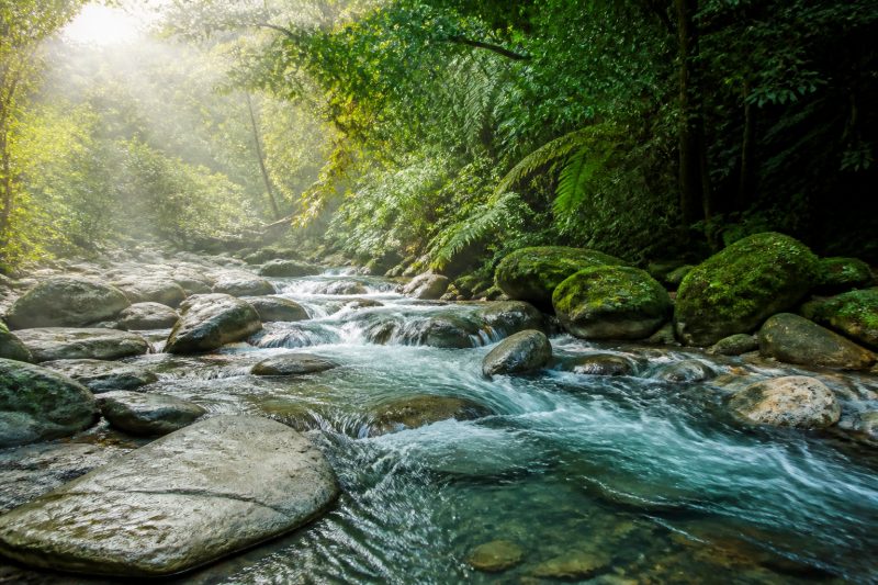 A clear stream flowing over mossy rocks in a forest