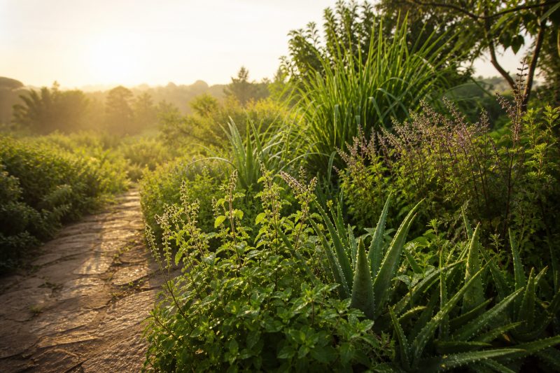 A path through a garden of medicinal plants including aloe vera