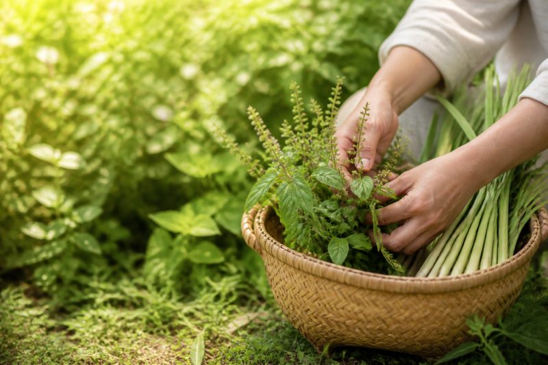 Hands gathering fresh herbs and lemongrass into a woven basket