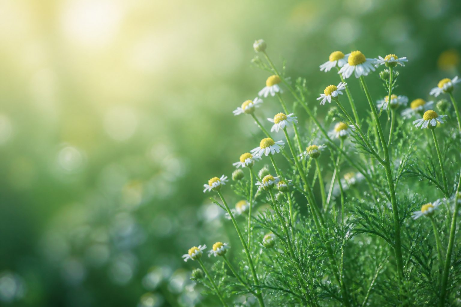 Chamomile flowers growing in a garden bed
