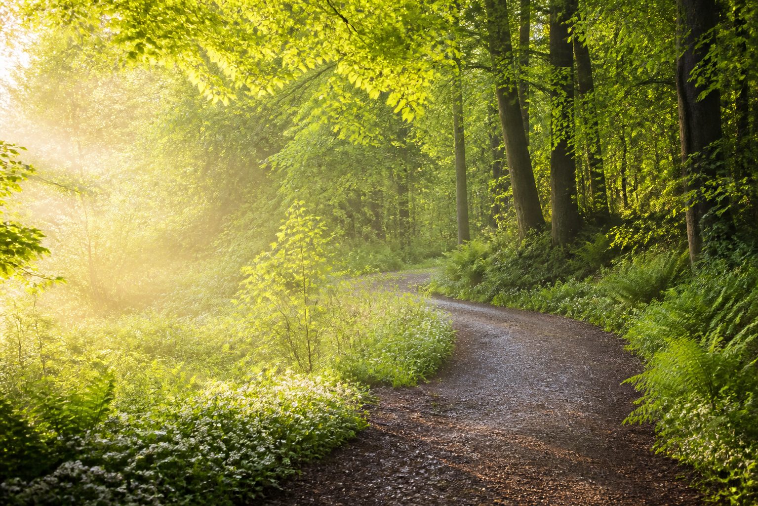 A quiet woodland path in soft daylight